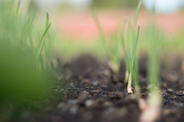 Spring Onions