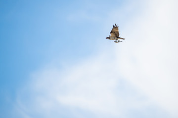 Osprey flying in front of a blue sky with a fish in its talons