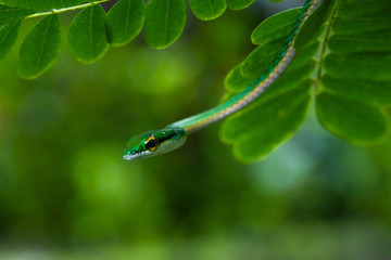 Closeup of a parrot snake in a tree