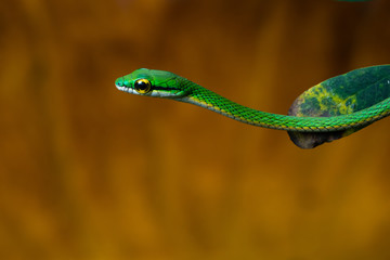 Closeup of a parrot snake in a tree