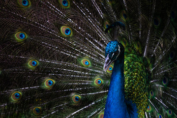 Fototapeta na wymiar Closeup of a male peacock