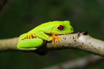 Rare red variant of the red eyed tree frog in a tree in Costa Rica