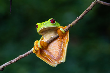 Naklejka premium Rare red variant of the red eyed tree frog in a tree in Costa Rica
