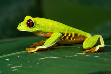 Rare red variant of the red eyed tree frog in a tree in Costa Rica