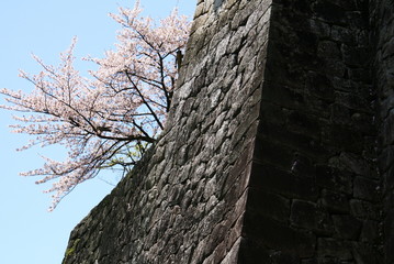 松山城と桜と青空　