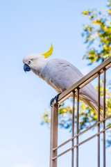 A curious cockatoo is watching underneath