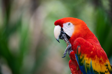 Closeup portrait of a scarlet macaw