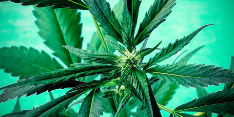 Cannabis on green toned panorama. Marijuana plant with vibrant leaves, stigmas and trichomes