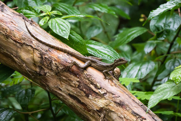 Young common basilisk lizard on a log in Costa Rica