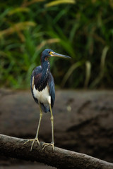 Tricolored heron on a log over the Tarcoles river in Costa Rica