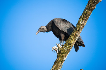 Turkey vulture perching on a tree above the Tarcoles river in Costa Rica