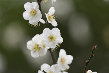 白梅