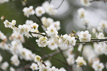 Obraz premium 白梅