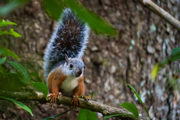 Variegated squirrel in a tree in Carara National Park, Costa Rica