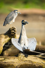 >ellow crowned night herons on a fallen log in the Tarcoles River in Costa Rica