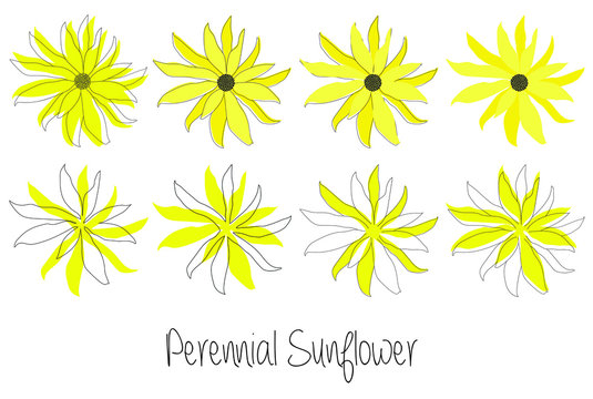 Set of Perennial sunflowers (Helianthus doronicoides) vector illustration