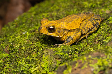 Yellow toad sitting on a mossy stone