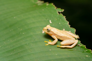 Yellow treefrog on a plant in the rainforest of Costa Rica