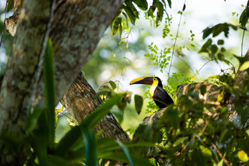 Yellow-throated toucan in a tree in a rainforest in Costa Rica