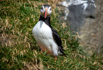 The Atlantic puffin, also known as the common puffin