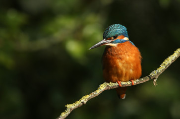 A beautiful female Kingfisher, Alcedo atthis, perching on a branch. It has been diving into the river catching fish.
