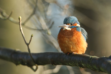 A beautiful female Kingfisher, Alcedo atthis, perching on a branch. It has been diving into the river catching fish.