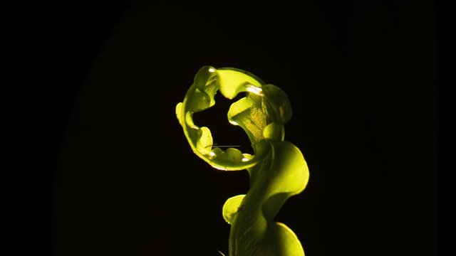 Victoria Birds Nest Fern unfurl, follow.  Backlit.