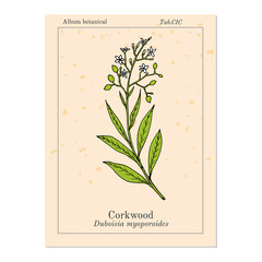 Corkwood Duboisia myoporoides , medicinal plant