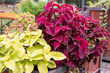 Bright colorful coleus Blume for decorating outdoor terraces and