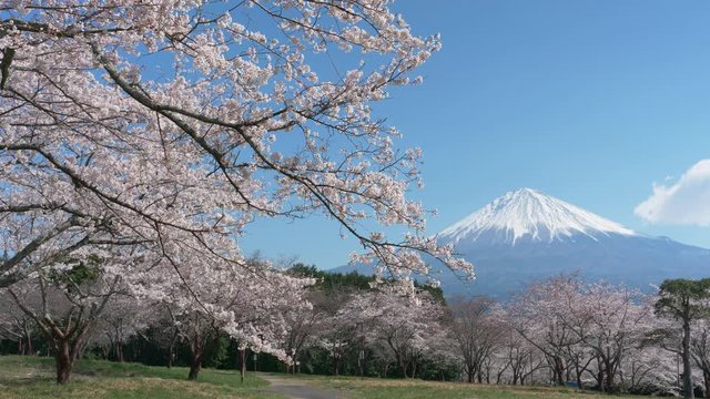 富士宮市より望む富士山と満開の桜（フィックス）