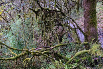 Nepal, Himalaya, around Ghorepani - a tropical forest with trees covered with green moss. During Annapurna Circuit trekking.