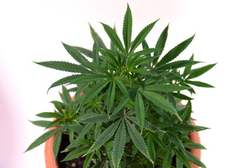 bush of marijuana in a flower pot on a white background