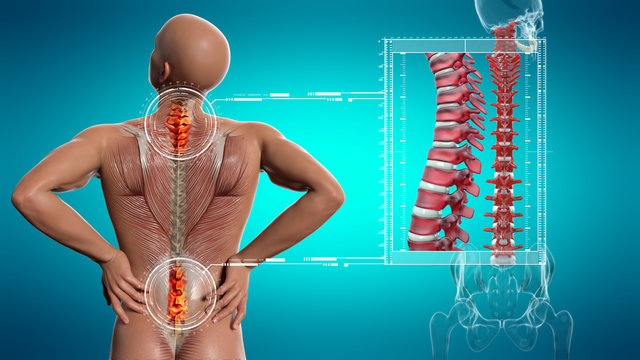 Anatomical vision back pain. Spine anatomy. 3D illustration.