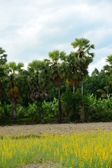 View of sugar palm and green rice fields