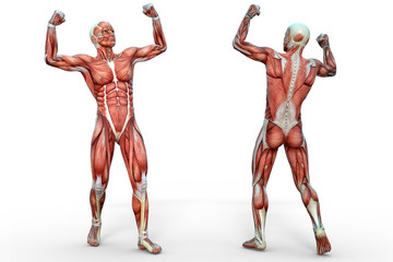Muscular man front and back view anatomical vision. 3D illustration.