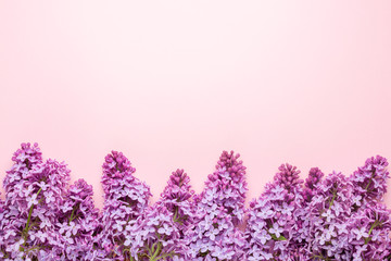 Brunches of beautiful purple lilacs on pink background. Top view. Copy space for your text. Mockup