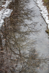 Water surface of a dried up small stream with reflection of a tree
