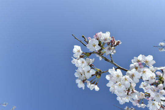 桜と青空、cherry blossoms and bkue sky