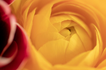 Yellow tulip background. Macro shot of a delicate and gentle, bright yellow tulip petals with selective focus on centre of blossom. Card concept for mother, valentine or other holidays. Beautiful text