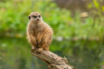 Cute meerkat sitting on a tree trunk keeping watch for the family