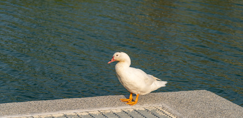 A wild duck is resting on the river bank in sunny day