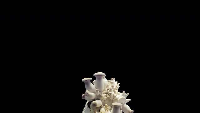 King trumpet mushroom (Pleurotus eryngii)  Mushroom growth time lapse during the week on a black background