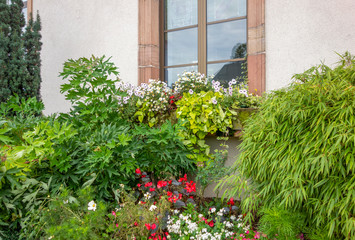 Fototapeta na wymiar window and plants