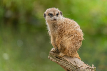 Cute meerkat sitting on a tree trunk with a lush green background