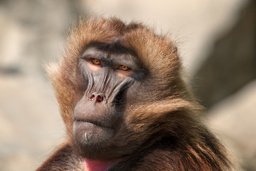 Gelada Baboon - Theropithecus gelada, beautiful ground primate from Semien mountains, Ethiopia.