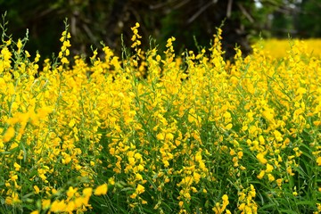 yellow flower in the park