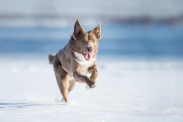 border collie dog