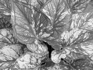 Black and white background Fibers and patterns on the leaves.