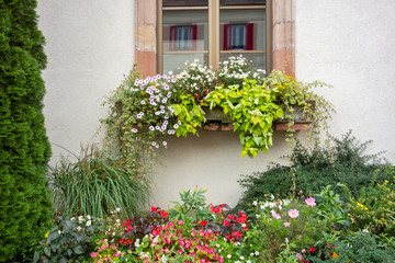 Fototapeta na wymiar window and plants