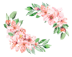 Watercolor hand painted sakura cherry blossom flowers with leaves branches illustration isolated on white background